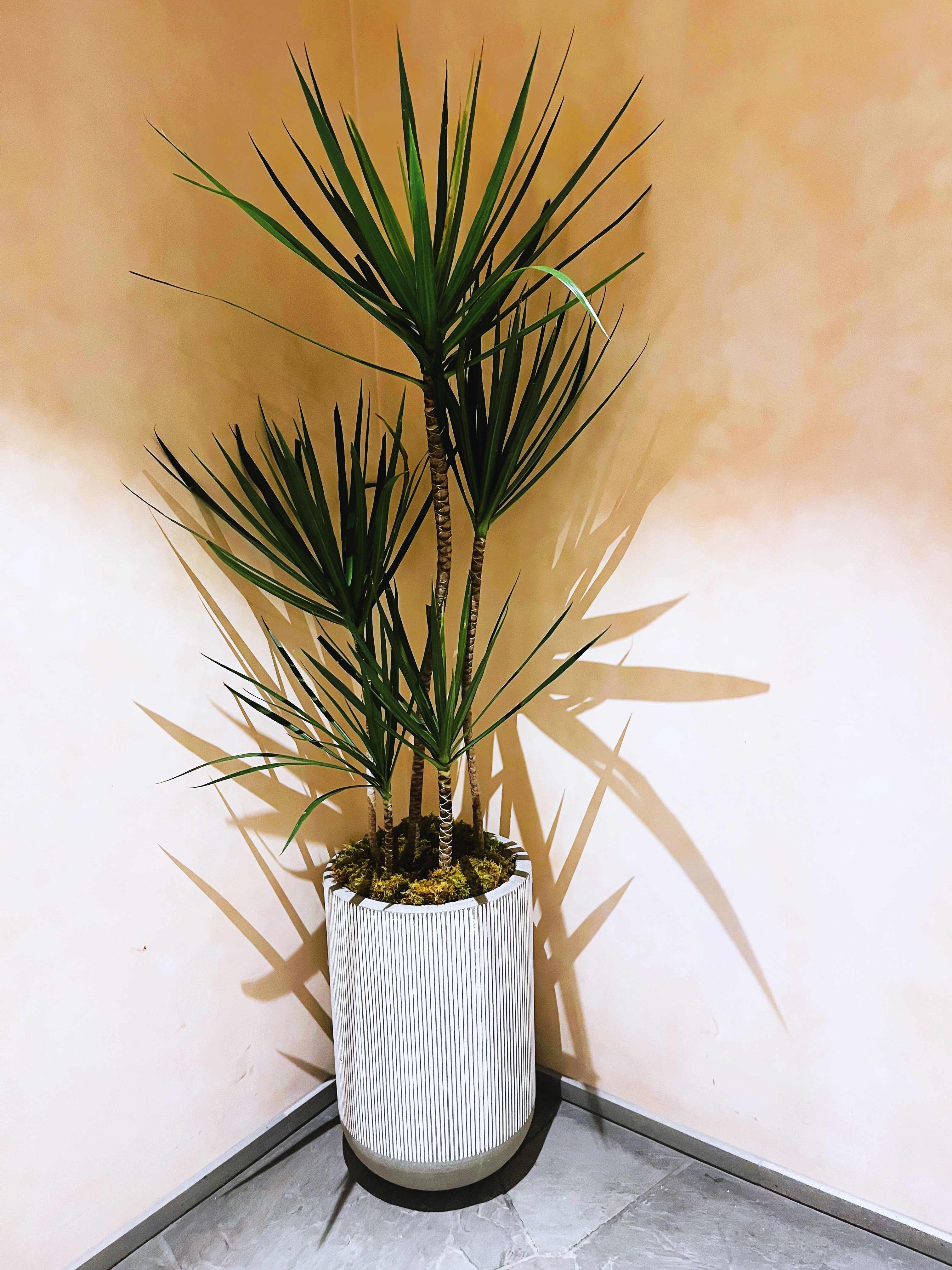 Indoor plants for cleaner air and well-being