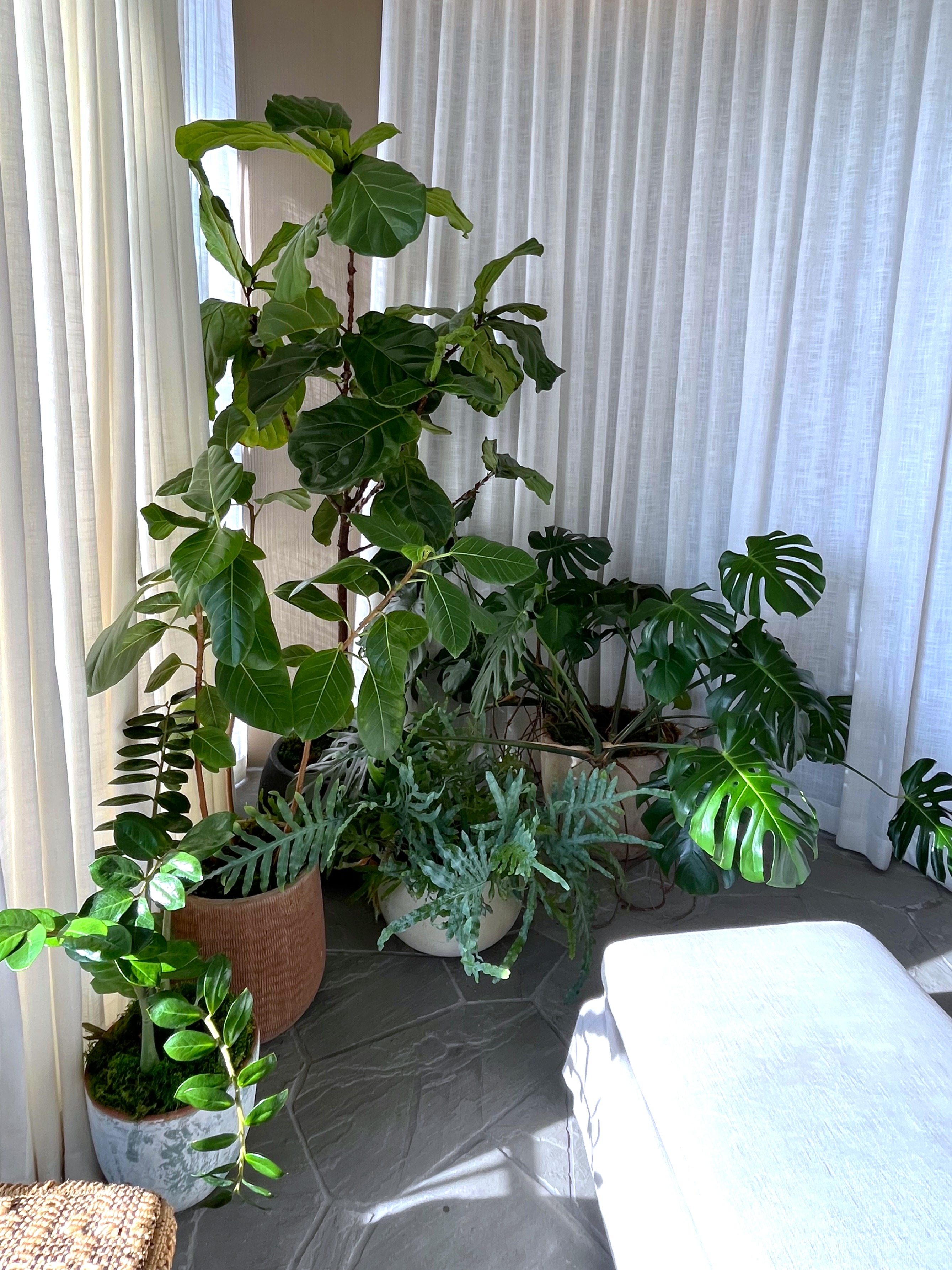 Urban Botanics Design creating nature-inspired spaces with biophilic design