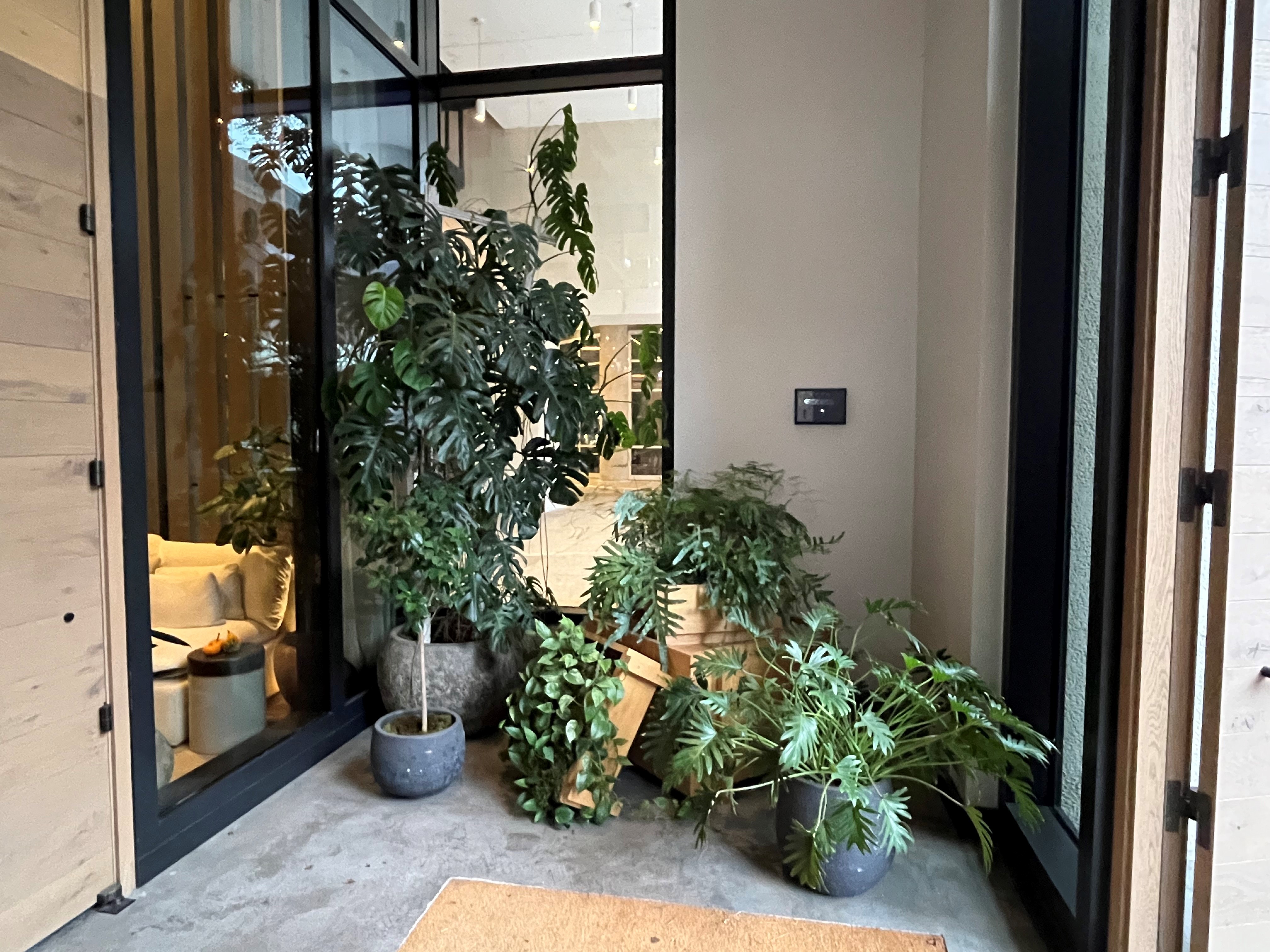 A cozy room filled with various plants