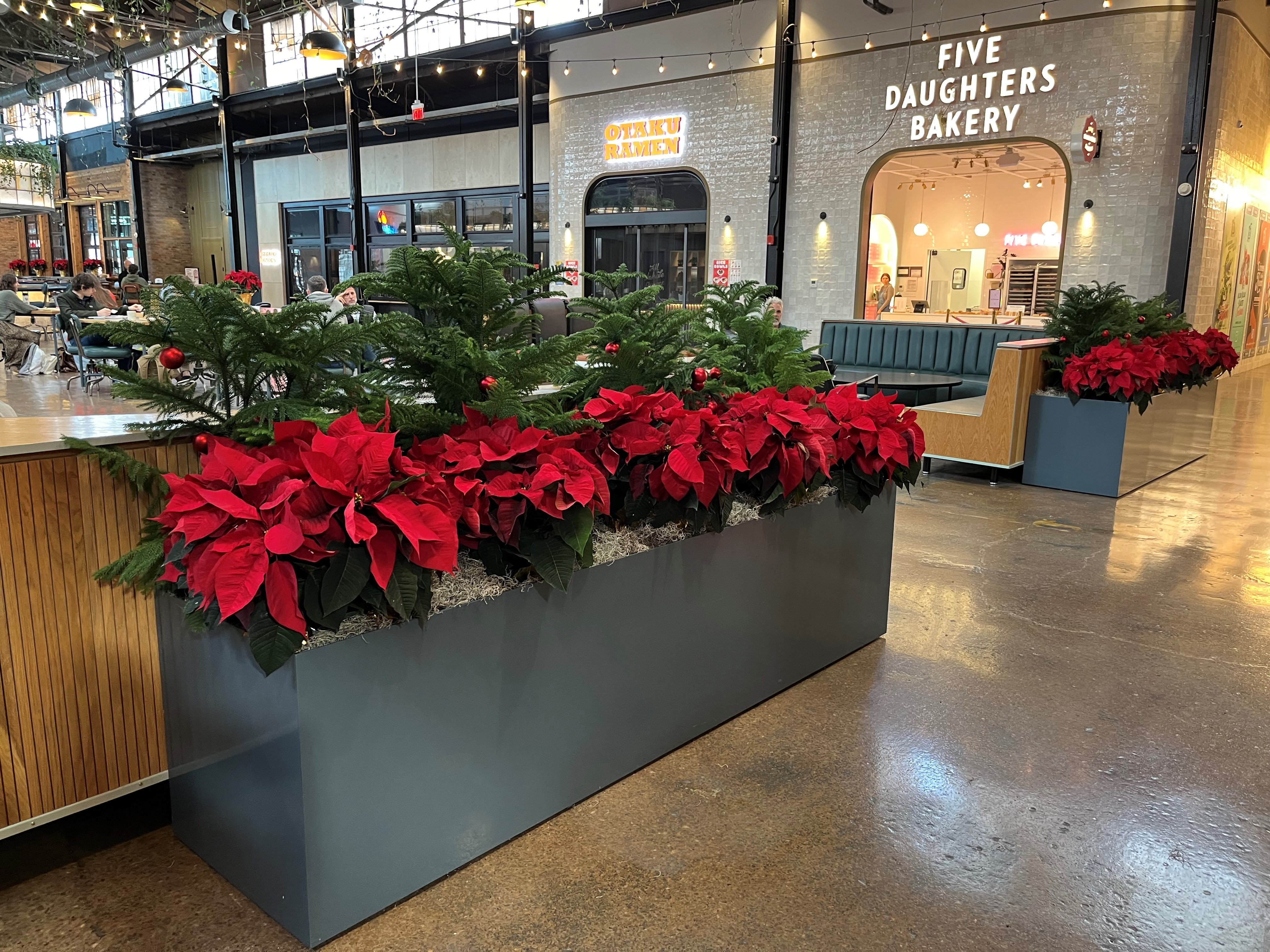 A big planter overflowing with bright red poinsettias
